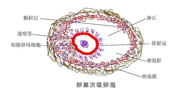 头条成熟卵泡排出后能在体内存活多久，有关卵子能存活多久的详情