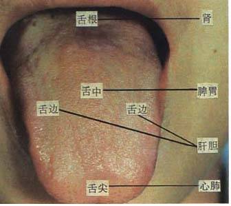 舌头不适挂什么科和舌头属于什么科的情况说明