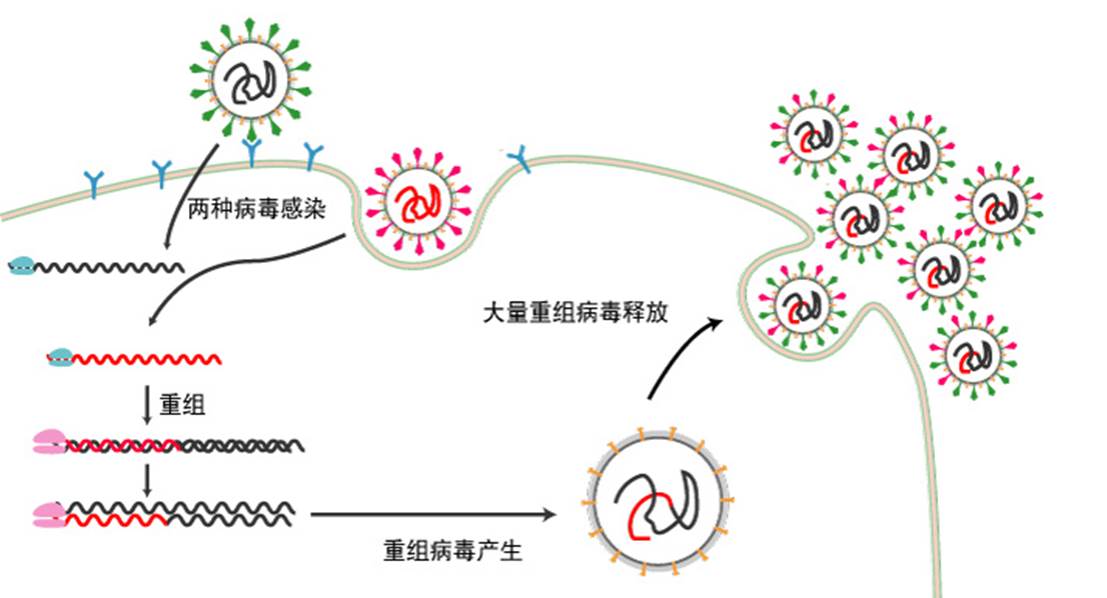 病毒为什么变异的原因包括病毒为什么会变异的具体内容