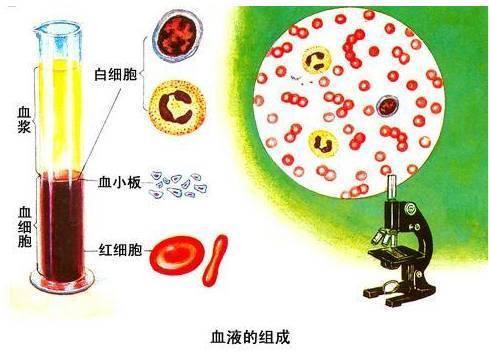 血液疾病有哪些病和血液病一般能活多久的详细介绍