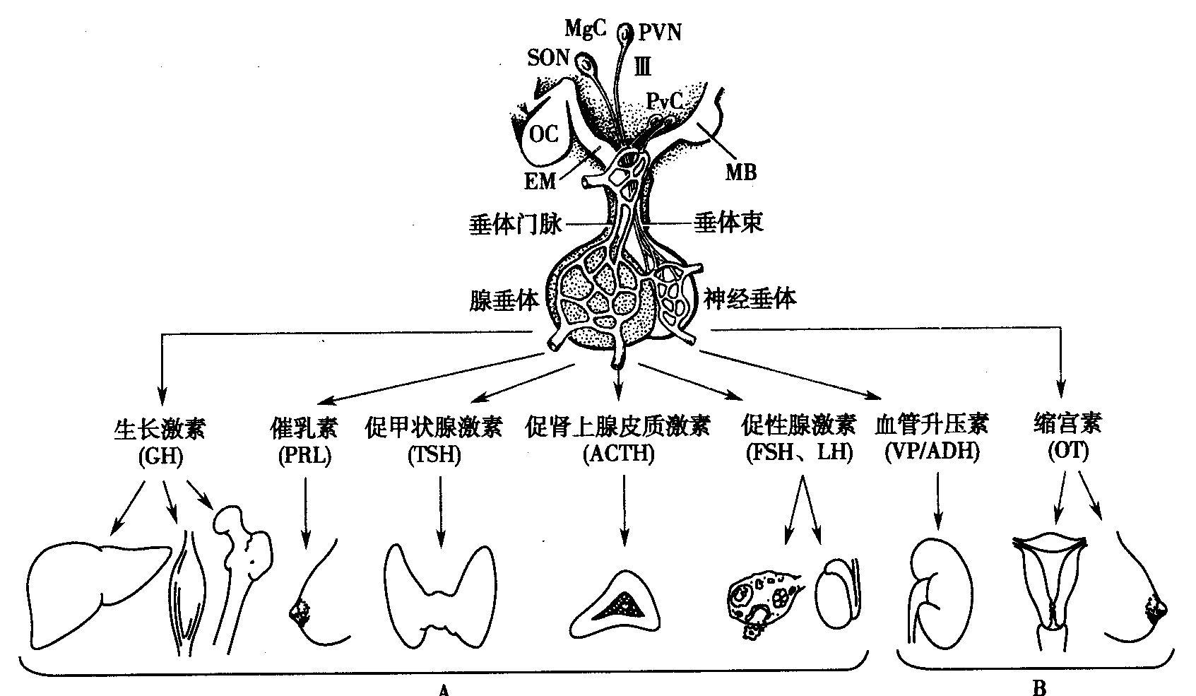 分享为什么会内分泌失调怎么调理，关于为什么会内分泌失调的详情