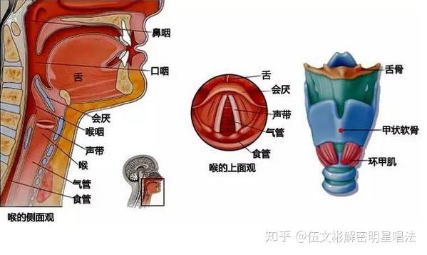 分享如何唱高音轻松又好听，关于如何唱高音的详情