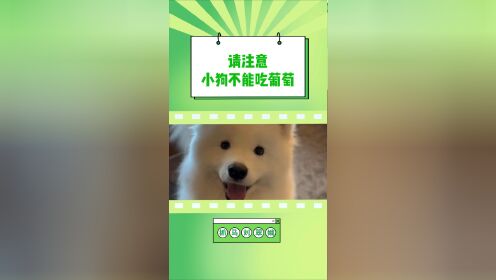 热点狗狗为什么不能吃葡萄原理以及狗狗为什么不能吃葡萄的分享