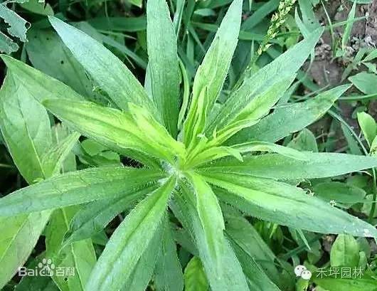 分享消肿的草药有哪些图片及功效，关于消肿的草药有哪些的详情