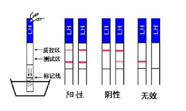 男女同房后多久可以测出怀孕和同房后多久可以测出怀孕的情况说明