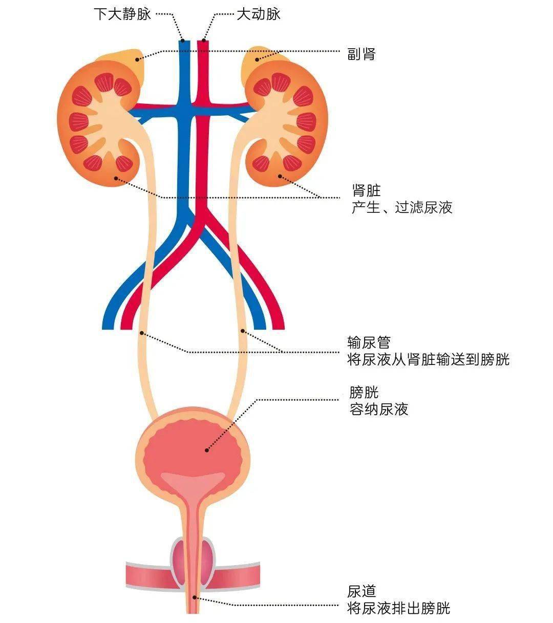 为什么总是尿路感染是不是肾不好和为什么总是尿路感染的详细介绍