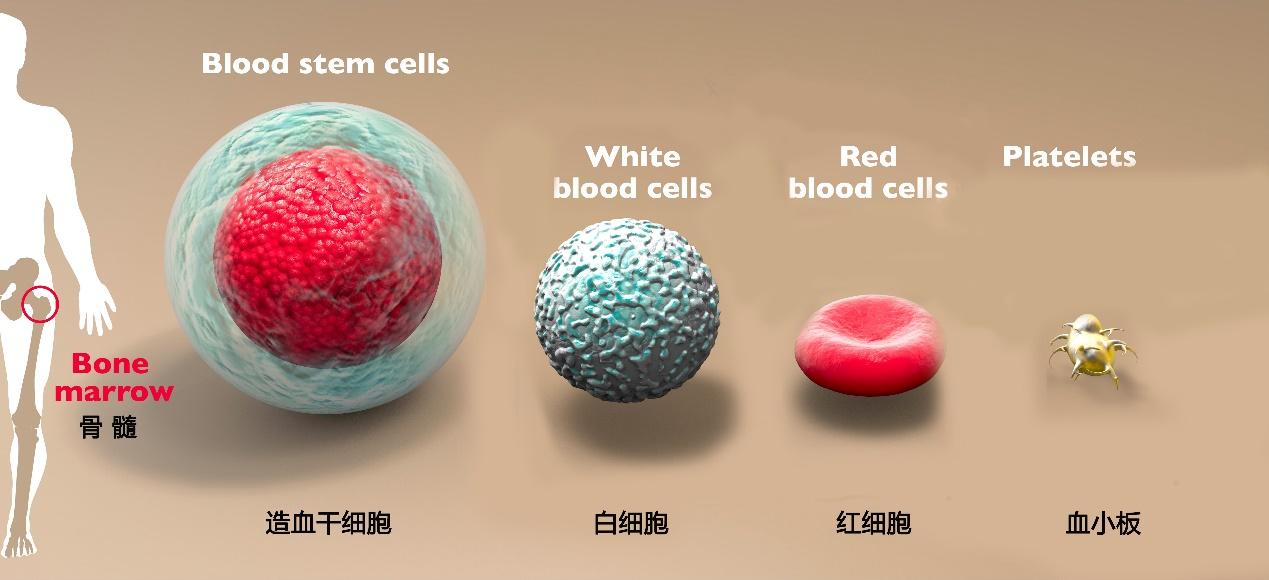 血小板作用是什么情况有关血小板作用是什么的详细内容