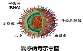 热点乙类传染病有哪些病种按甲类管理以及乙类传染病有哪些的分享