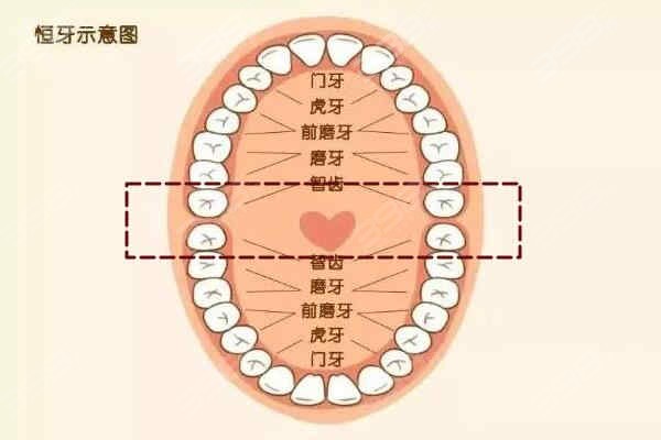 分享为什么长智齿会发炎，关于为什么长智齿的详情