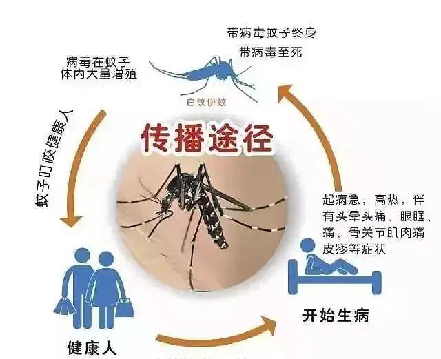 为什么有的人招蚊子呢包括为什么有的人招蚊子的具体内容