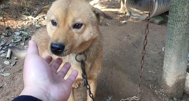 回族为什么不能吃猪肉脯包括回族为什么不能吃猪肉的具体内容