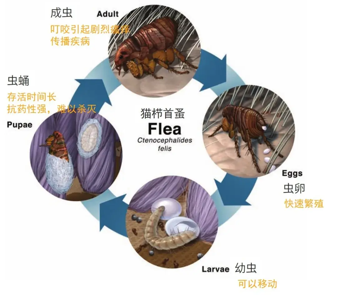 热点如何消灭跳蚤最简单方法以及如何消灭跳蚤的分享