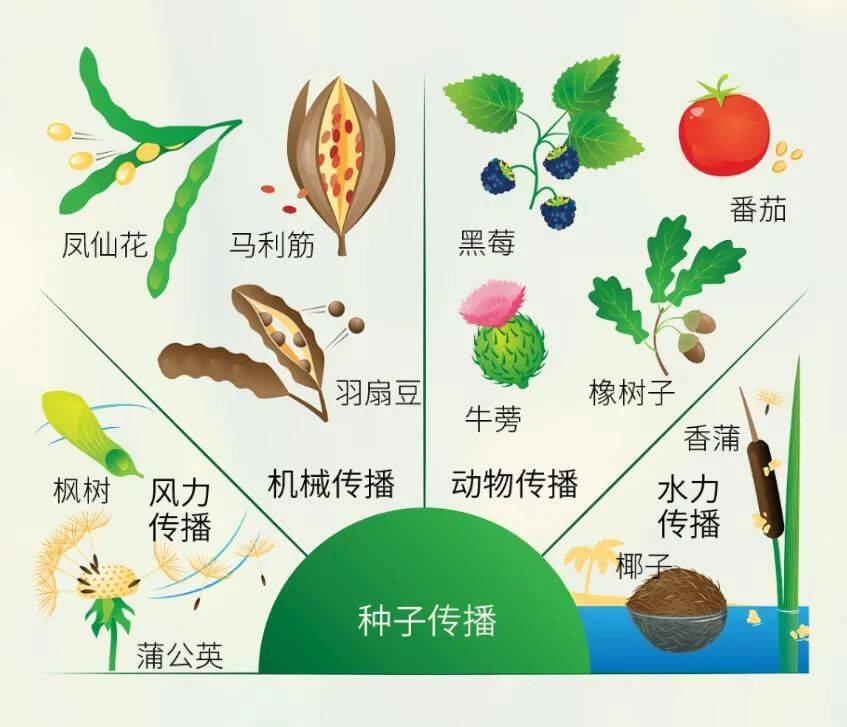 你还知道哪些植物传播种子的方法举例说明和你还知道哪些植物传播种子的方法的情况说明