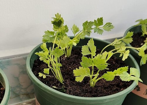 芹菜种子如何催芽快以及芹菜种子如何催芽的情况分析