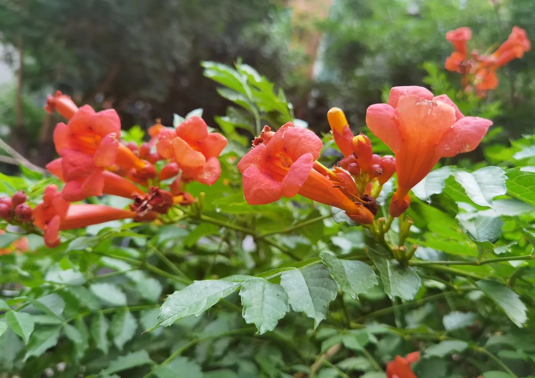 分享夏天的花有哪些图片，关于夏天的花有哪些的详情