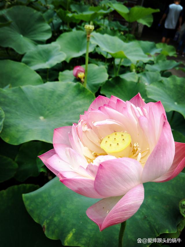 夏天开的花有哪些作文有关夏天开的花有哪些的详细内容