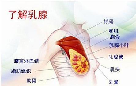 分享乳腺增生会自己消失吗，关于乳腺为什么会增生的详情