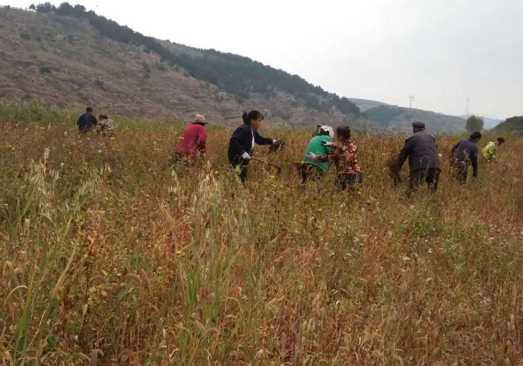 荞麦什么时候播种什么地区能种以及荞麦什么时候播种的情况分析