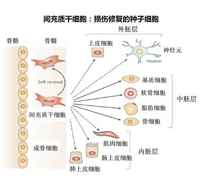 头条细胞质含有什么物质，有关细胞质含有什么的详情