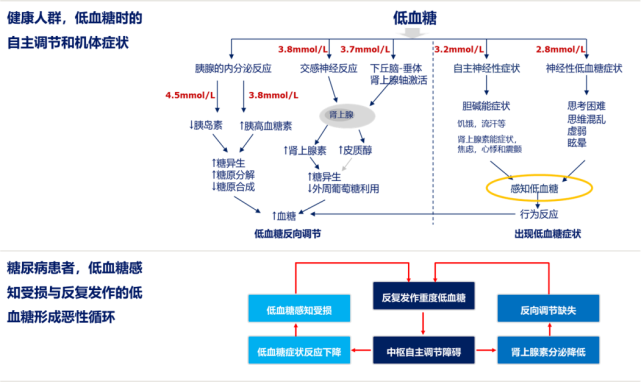 正常人为什么会低血糖有关为什么会低血糖的详细内容