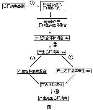 乙肝传播途径有哪些 吃饭以及乙肝传播途径有哪些的情况分析