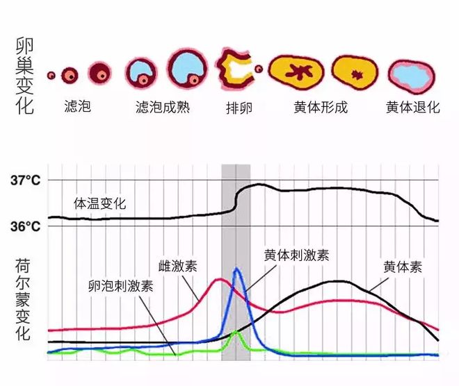 排卵期有白色透明拉丝多久排卵和白带拉丝后多久排卵的情况说明