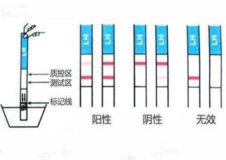 两人同房后多久能测出怀孕和同房后多久能测出怀孕的详细介绍