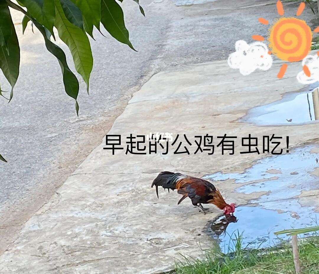 分享公鸡吃了有什么好处和坏处女人，关于公鸡吃了有什么好处的详情