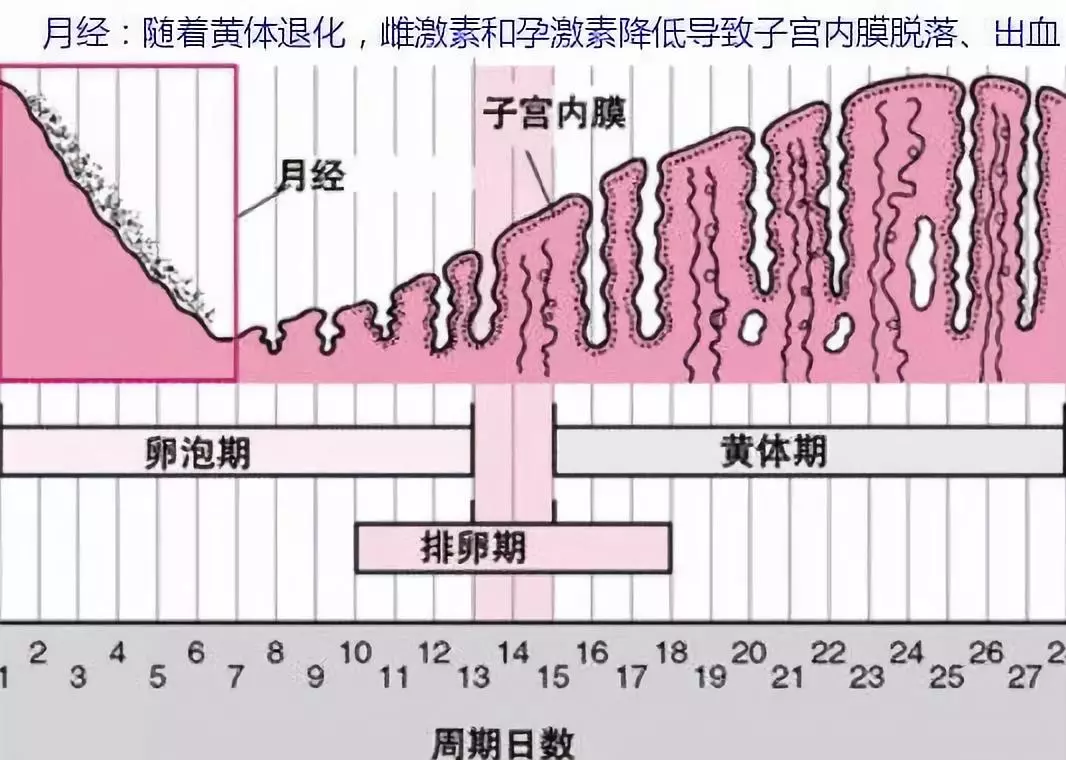 为什么叫大姨妈来历包括为什么叫大姨妈的具体内容