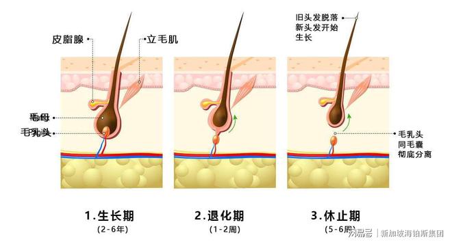 头上伤疤如何长头发和如何长头发的情况说明