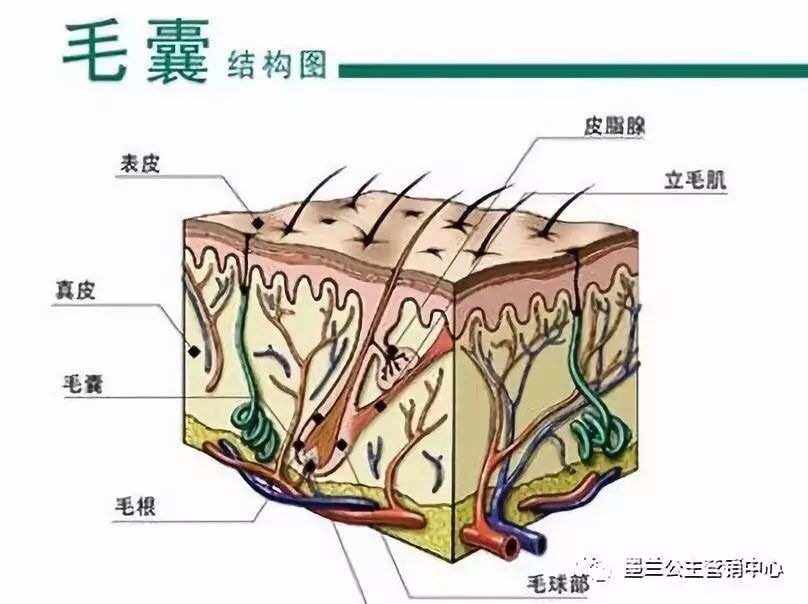 头上伤疤如何长头发和如何长头发的情况说明