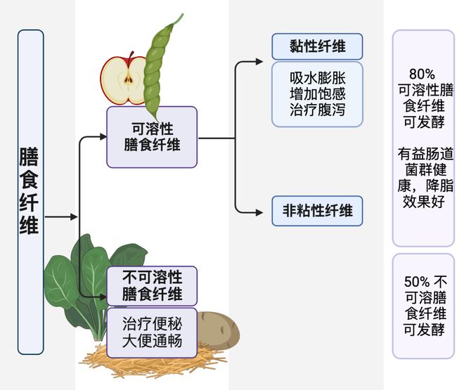 膳食纤维有哪些食物和水果蔬菜包括膳食纤维有哪些的具体内容