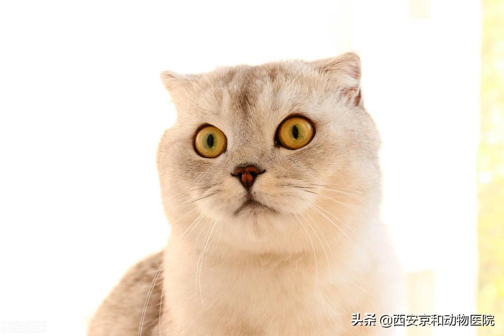 折耳猫为什么不能养什么意思有关折耳猫为什么不能养的详细内容