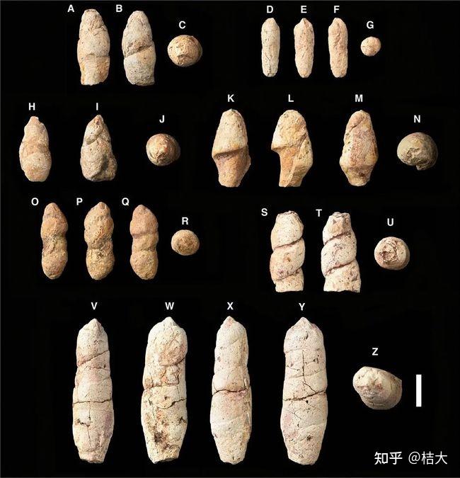 热点化石是如何形成的模拟实验以及化石是如何形成的的分享